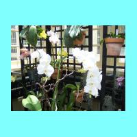 Conservatory 023.jpg